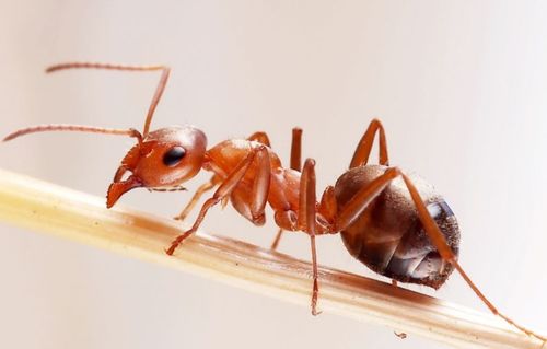 红蚂蚁有什么特点 