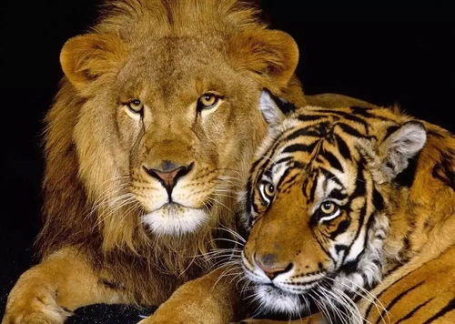 东营动物园首例新生 混血儿 虎狮兽
