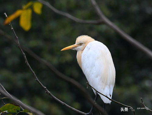 这鹭其实还有一个名字,叫金丝鹭