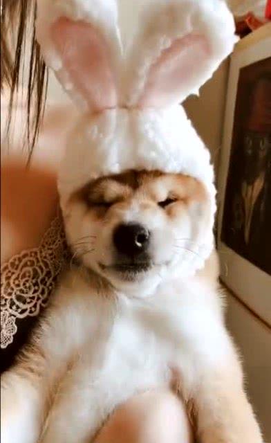 一只戴着兔帽子的狗狗,看它这小模样,真是又有趣又可爱 