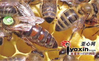 新疆伊犁首次发现新蜂种,是欧洲黑蜂 远房亲戚