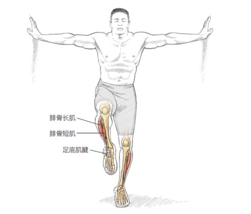 7个动作预防膝盖损伤 加强平衡力 增强肌肉力量