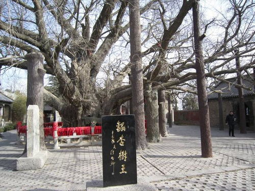 日照民间传说 浮来山 福来山 