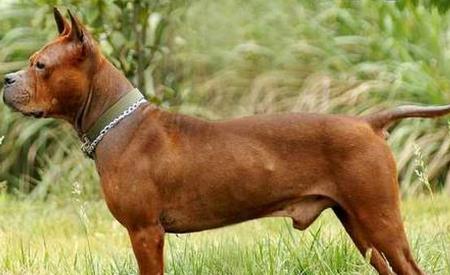 四种产自中国的顶级猎犬,堪称猎犬中的王者