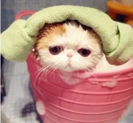 宠物趣闻 猫咪用什么沐浴露好