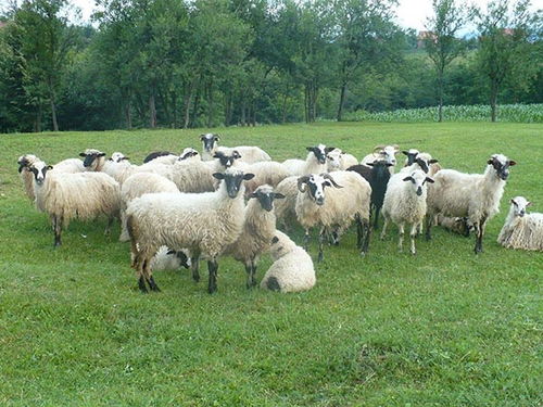 养羊场