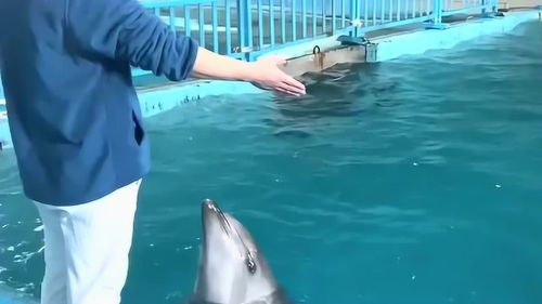 海豚真听话,好想亲眼看见海豚表演才艺,被训练员训练出来的海豚就是好 