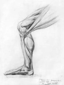 人体结构 腿部结构 