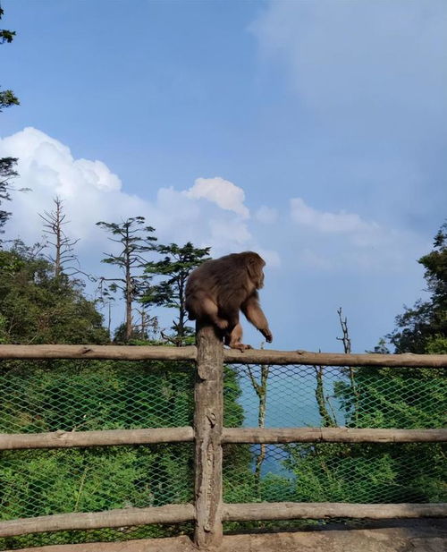 峨眉山景区回应游客催促猴子“上班