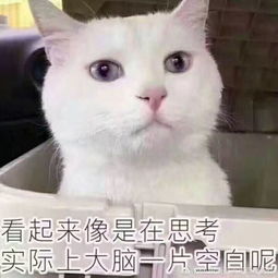 属虎的取名用什么名字最好