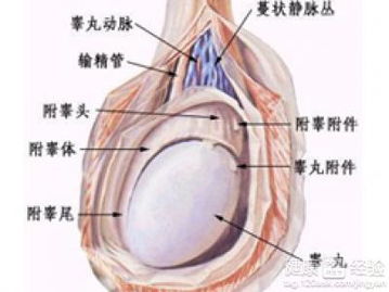 睾丸炎会变成睾丸瘤吗