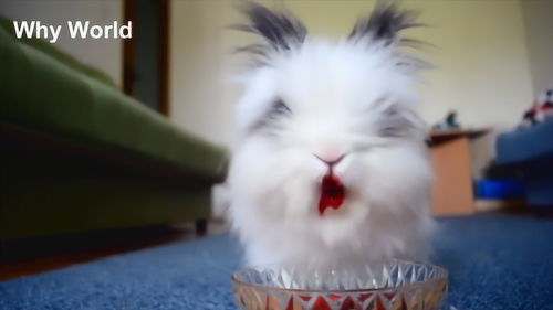 这只兔子红红的嘴唇像摸了口红一样,吃东西的样子好好笑 