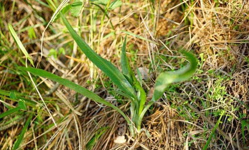 野菜一定要挖根,人称 兔儿奶 ,根比叶子好吃 