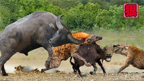 鬣狗当着牛妈妈面攻击小牛,发狂的水牛顶得鬣狗嗷嗷叫,太解气了 