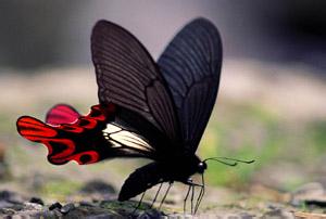 世界上最大的蝴蝶,亚历山大蝴蝶意义