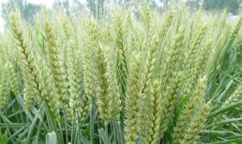 小麦即将进入收获期,预防小麦病虫害 确保夏粮稳丰收