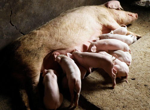 母猪一般多少天产仔,母猪最早产期是多少天？