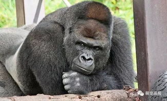 日本名古屋的一只雄性大猩猩由于太帅,吸引了各地女性去观看 