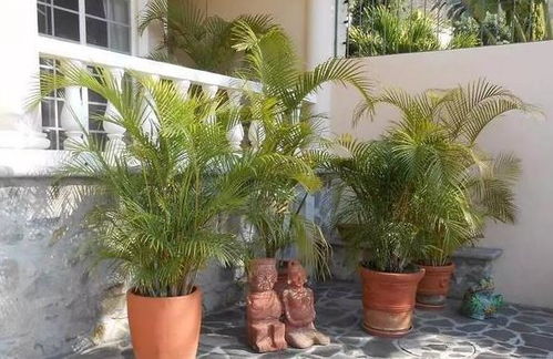 像棕榈一样的盆栽植物是什么？