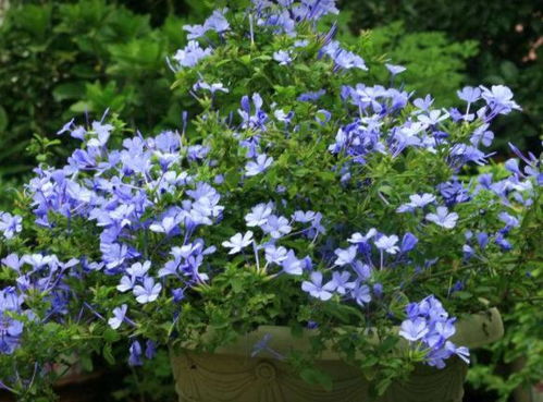 蓝雪花什么时候种植最好,蓝雪花在九月中旬能栽种吗？