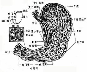 人体八大系统 消化系统