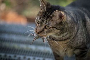 被猫抓伤出血要打针吗 社会万象 猿猴健康网 