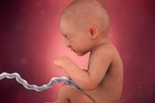 8个月的胎儿长什么样 孕妇注意6点,胎儿更健康,孕妇怀孕更轻松