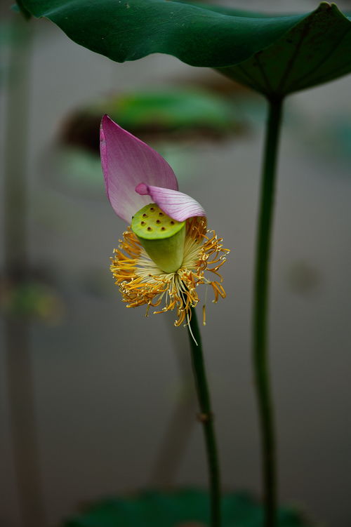 花自飘零