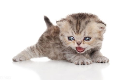 宠物托运知识 关于新手养猫的注意事项 建议收藏