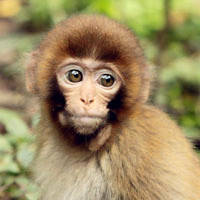 猴子微信头像高清图片 好看的猴子微信头像大全