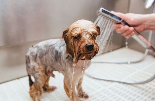 狗狗为了逃避洗澡,不是装睡就是装哭,还会龇牙,可惜没用