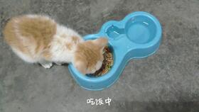 猫不在猫砂里拉屎怎么办