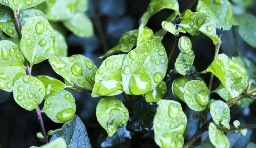 今天东北降雨渐小,局地仍有中雨