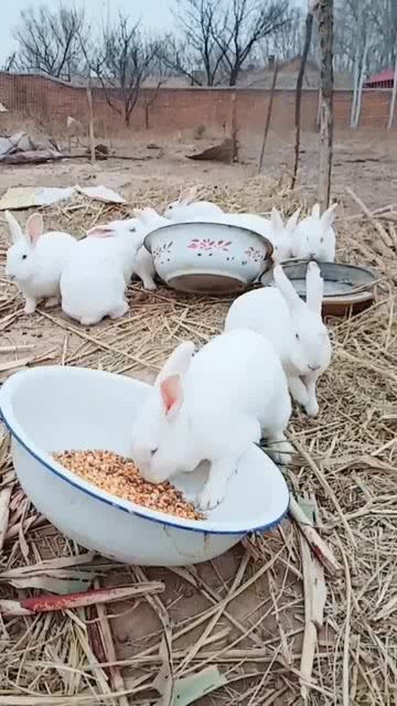 没想到小兔子居然喜欢吃玉米,真是让人大开眼界 