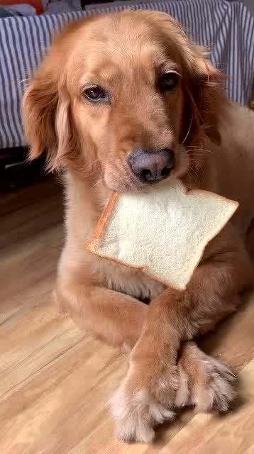 狗狗 吃个面包咋就多么难呢 