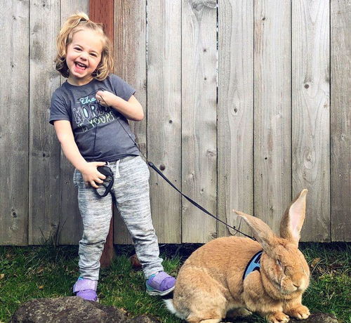 3岁小女孩养了只宠物兔子,站起来和她一样高,还能当枕头