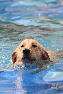 男子测试狗能否游泳将其扔下水 不慎滑入河溺亡
