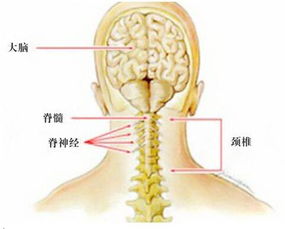 颈椎小知识