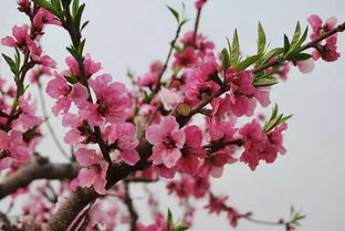 三月桃花朵朵开,送给我的朋友圈 美醉了 