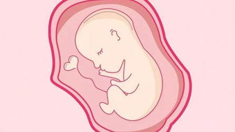 试管婴儿移植一枚坯胎，风险是否太大(试管婴儿移植一颗胚胎成功率多少)