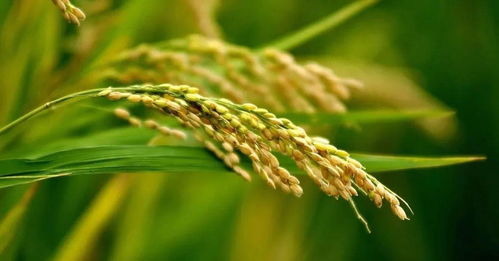 水稻 亿农365讲堂 水稻产量构成因素与形成时间及人为措施对其影响 下