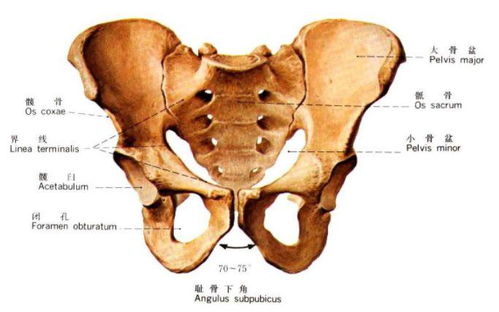 乒医生 转腰 不对 应该是 顶胯 如何提高进攻速度 乒乓网