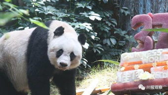 全世界最高寿的圈养大熊猫,竟然在这里 