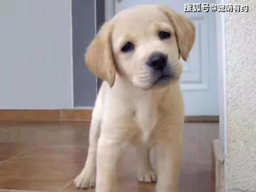 掌握这些拉布拉多幼犬的喂养常识,你家爱犬将健康成长