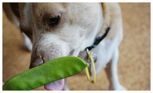 小小的豌豆,能进入狗狗的菜单吗 豌豆对于狗狗健康的影响有哪些