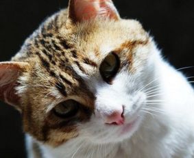 中国本土常见的猫咪品种有哪些 