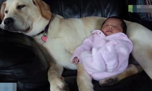 主人把出生几天的小宝宝放到狗狗身上, 看到狗狗的表情主人傻眼了