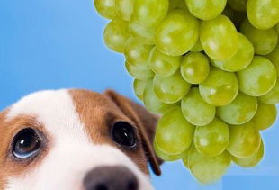狗狗能吃水果吗 有些可以吃,但有些却会 致命 