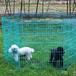 狗狗喜欢这样的笼子,只要拍拍笼子,狗狗就进去了,第1款已入手