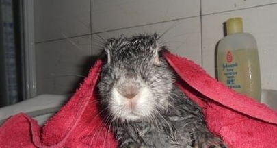 河南京科药业整理给宠物兔洗澡的正确方法